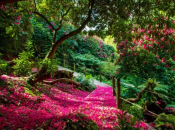 The BEST Gardens to Explore in Cornwall