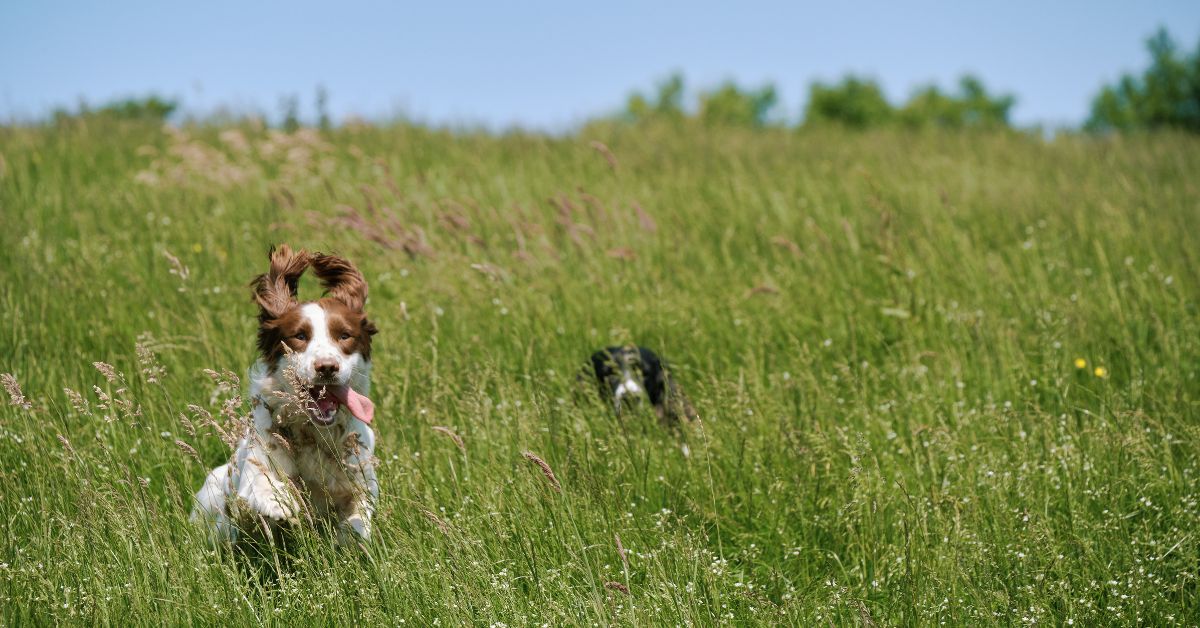 Dog-Friendly Holiday Park in Bude, Cornwall