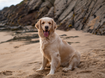 Dog Friendly Holidays in Bude