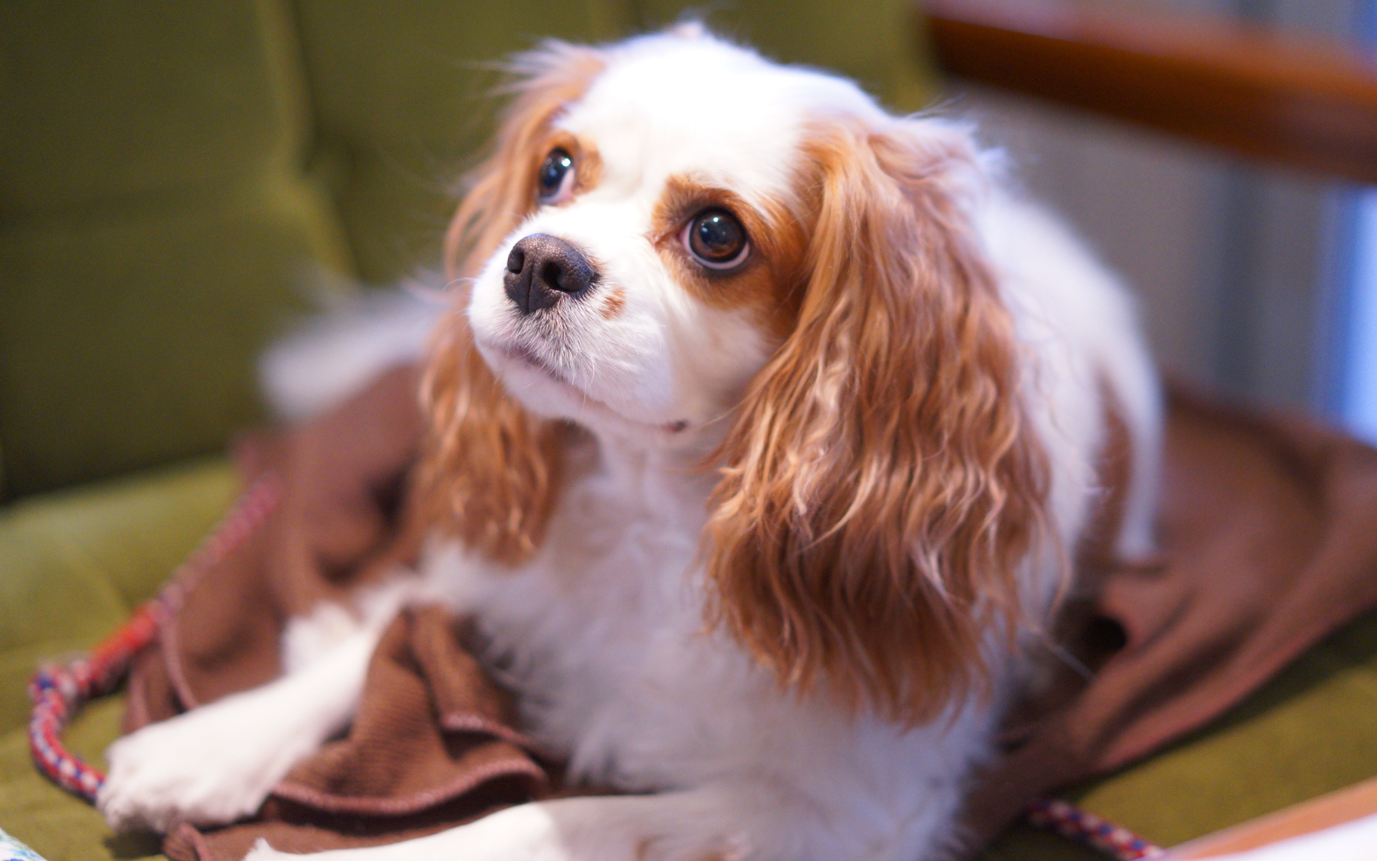 Dog Friendly Cafe in Bude