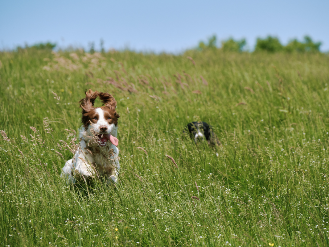 Dog Friendly Holidays at Wooda Bude, Cornwall